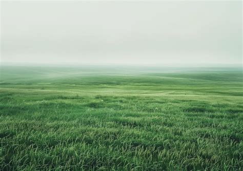 Green Grass Field Under The Foggy White Sky Premium Ai Generated Image