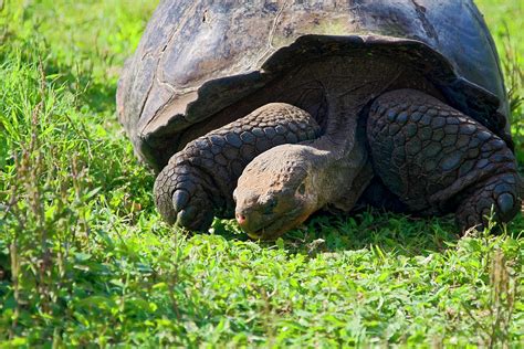 Galapagos Tortoise Head-on Photograph by Sally Weigand - Fine Art America