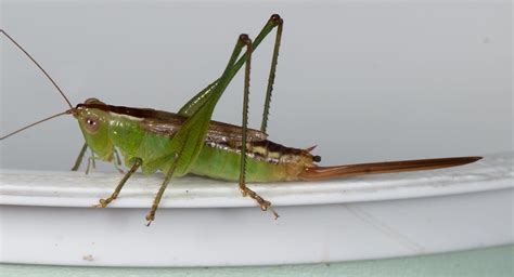 Conocephalus Brevipennis Short Winged Meadow Katydid DSC Flickr