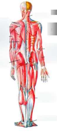 posterior anatomy diagram quizlet