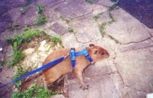 how much does it cost to own a capybara