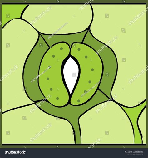 Stomata Bean Shaped Guard Cells Diagram Stock Illustration 2393359019 ...