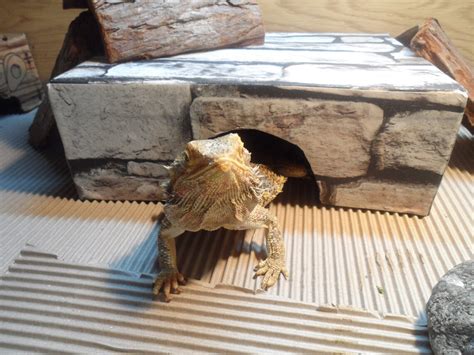 Bearded Dragon Hide Retreat Cave Diy Stonewall Design Etsy