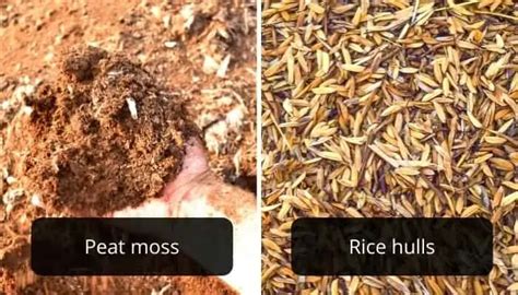 How To Use Rice Hulls For Gardening Urbanorganicyield