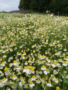 Matricaria Chamomilla Echte Kamille Essenz Von Wild Natural Spirit