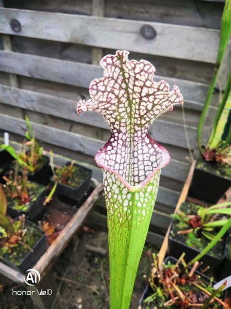 Sarracenia Leucophylla Purple And White Giant Form L Mk