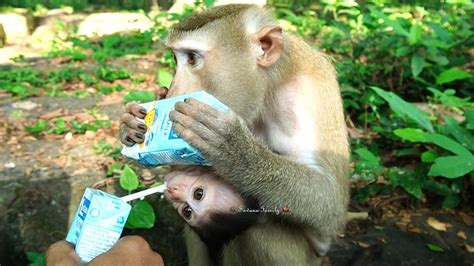 We Giving Milk To Both Mom Katrina And Baby Kenzo To Drink Youtube