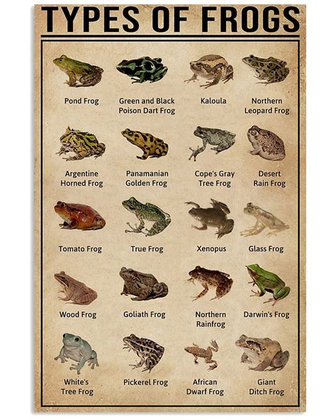 Types Of Frogs Types Of Frogs Frog Cute Poster