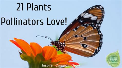 Home Blog 21 Plants Pollinators Love