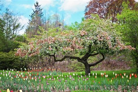 How to Plant Flowering Trees – BrighterBlooms.com