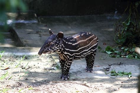 Malayan Tapir Facts, Distribution, Behavior, Adaptations