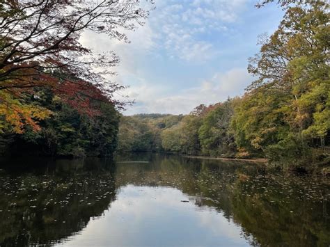 色づき始める震生湖の紅葉 はだの旬だより 秦野の観光情報サイト