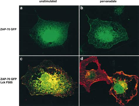 Zap 70 Gfp Expression And Cellular Location In Cos 7 Cells Cos 7 Cells