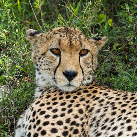 A Cheetah Lying Down On The Ground · Free Stock Photo