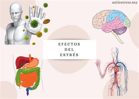 El estrés en el cuerpo afecciones y alternativas AntiEstress