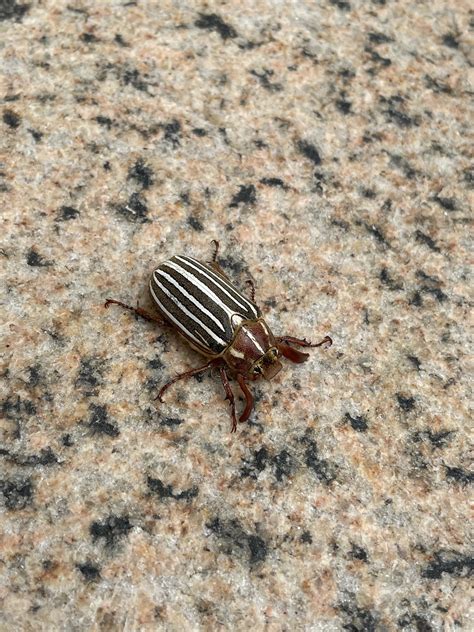 whats this striped beetle i found at the legion of honor in sf : r/whatsthisbug