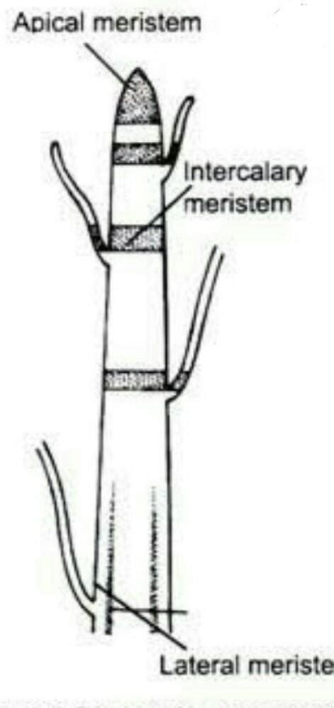 Meristematic Tissue In Plants Diagram