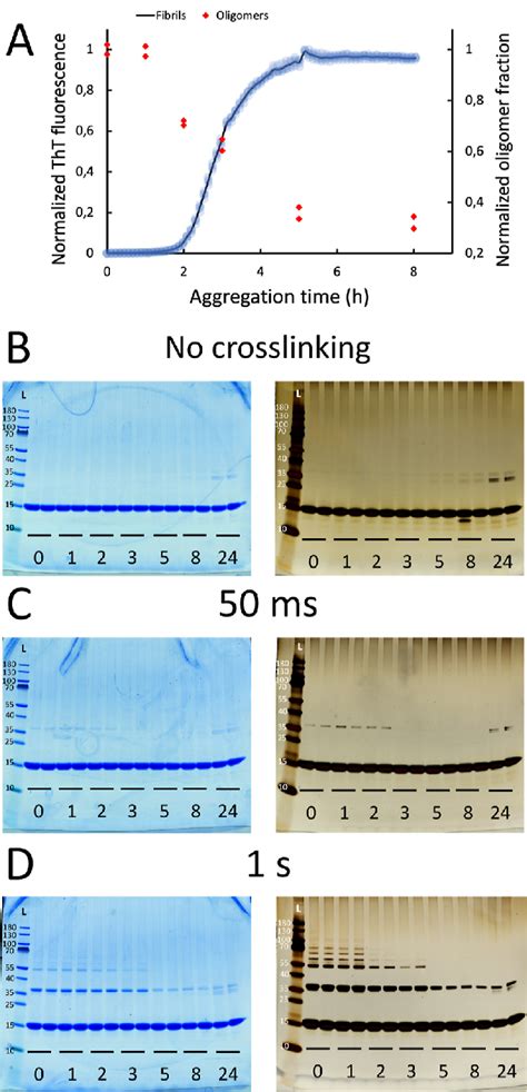 Picup Of α Synuclein At Different Points Throughout Its Aggregation