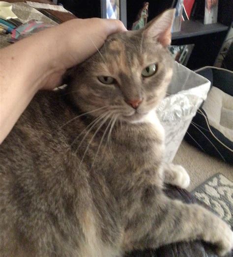 For five years our house-feral cat has not allowed anyone to touch her