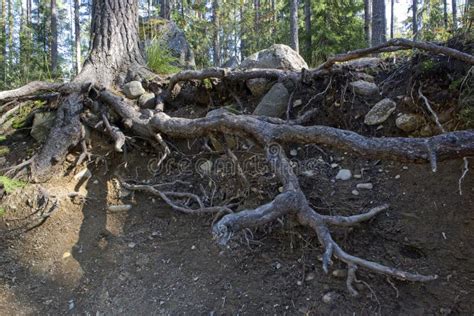 Exposed Pinus Sylvestris Pine Tree Roots In Forest Stock Photo Image