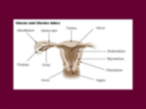 SOLUTION Anatomy Of Female Genital Tract Studypool