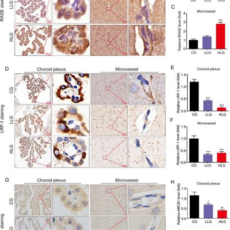 The Influence Of Lead Treatment On RAGE LRP 1 And ABCB1 Expression In