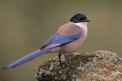 Pie Bleue Pierre Dalous Flickr