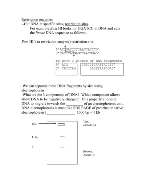 Restriction Enzymes