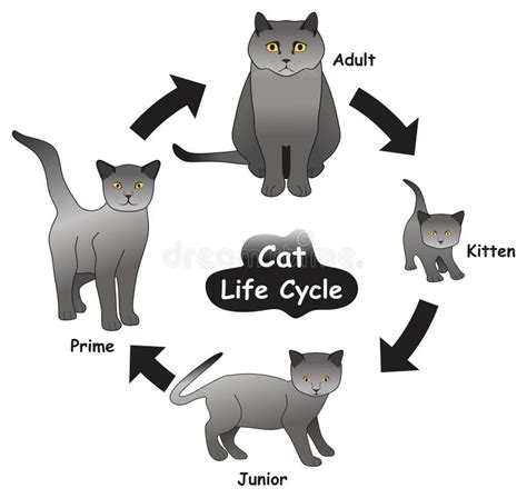 Diagrama Infográfico Do Ciclo De Vida Do Gato Ilustração Do Vetor Ilustração De Aliciamento