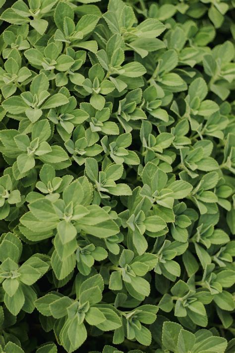 Oregano Plant Photos, Download The BEST Free Oregano Plant Stock Photos ...