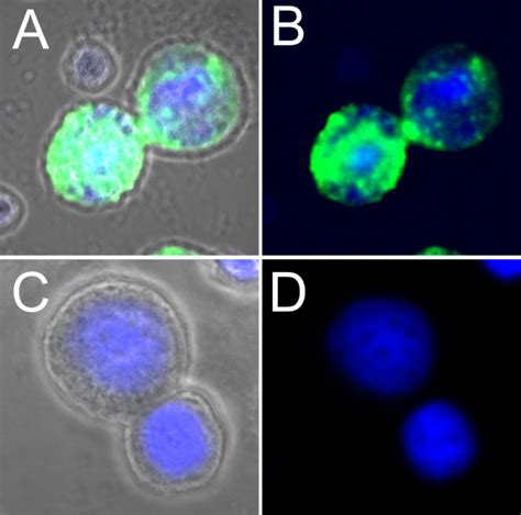 Confocal Imaging Of Recombinant Baculovirus Infected Sf9 Cell A And B