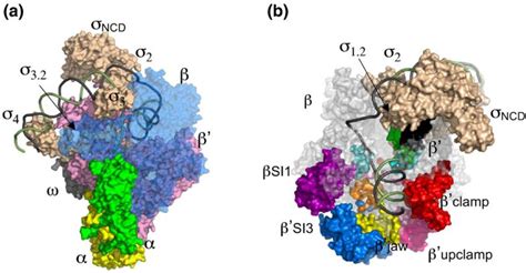 Bacterial Rna Polymerase Structure