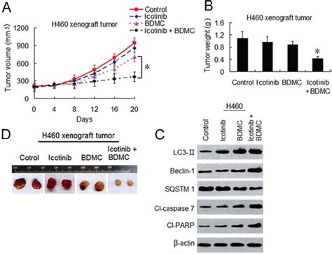 Bdmc Enhances Anti Tumor Effect Of Icotinib In Vivo Through Dual