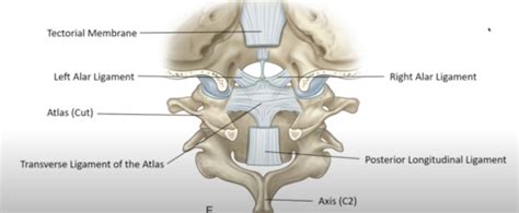 Craniovertebral Joints Flashcards Quizlet