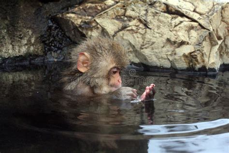 Hot Bath For Snow Monkeys In Jigokudani Monkey Park In Nagano Japan Stock Image Image Of Hair
