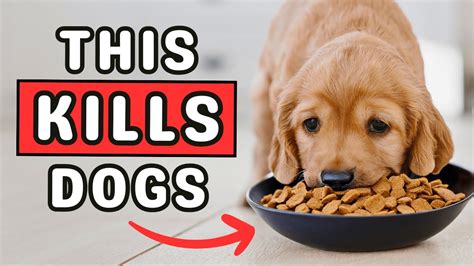 9 Hidden Dangers In Dry Food That Are Slowly Killing Your Dog Youtube