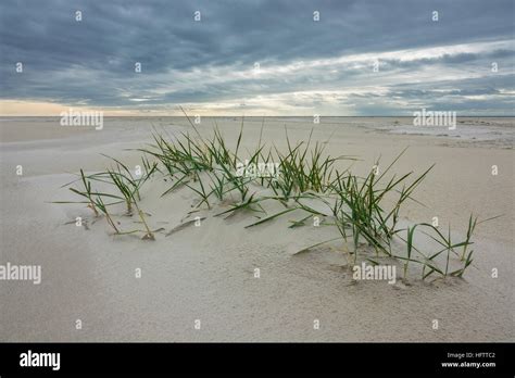 Beach on the North Sea island Amrum, Germany Stock Photo - Alamy