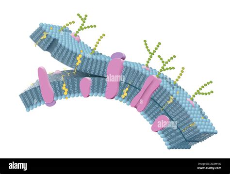 Cytoskeleton In Cell Membrane