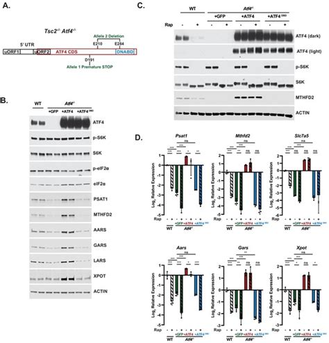 The Mtorc1 Mediated Activation Of Atf4 Promotes Protein And Glutathione Synthesis Downstream Of