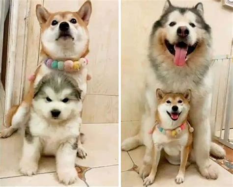 40 Adorable Photos Of Alaskan Malamutes Showing They're Just Gentle ...