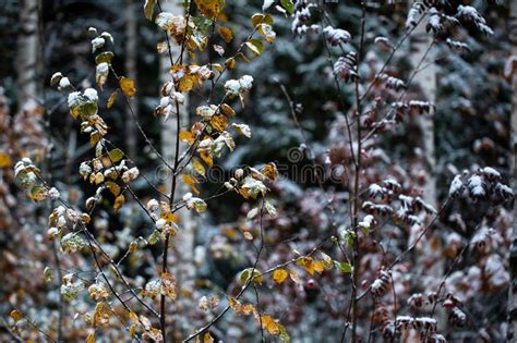 Birch Branches With Yellow Leaves In The Snow First Snow Blurred