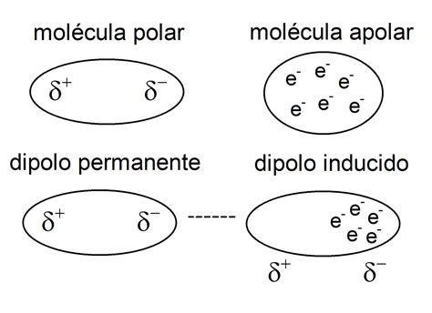 O Que E Polar E Apolar - Moleculas: ¿Polar o apolar? Aprende a distinguirlas en simples pasos