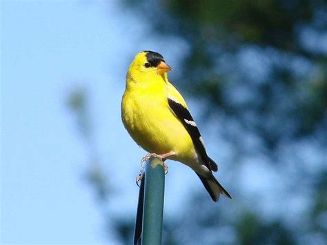 34 best images about American Goldfinch, New Jersey Bird on Pinterest