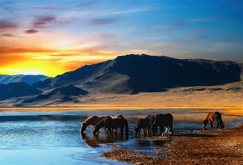 Wallpaper Horse Herd Watering Hole Lake Mountains Sunset