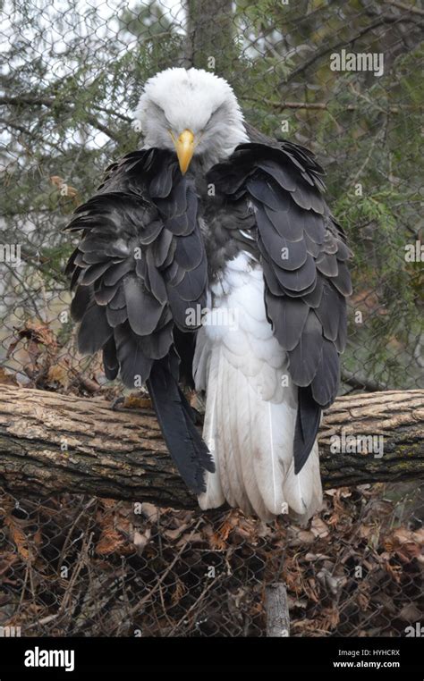 American bald eagle feet hi-res stock photography and images - Alamy