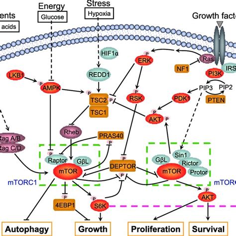 Crlsscf E3 Ubiquitin Ligases Regulate Mtor Pathway A Schematic