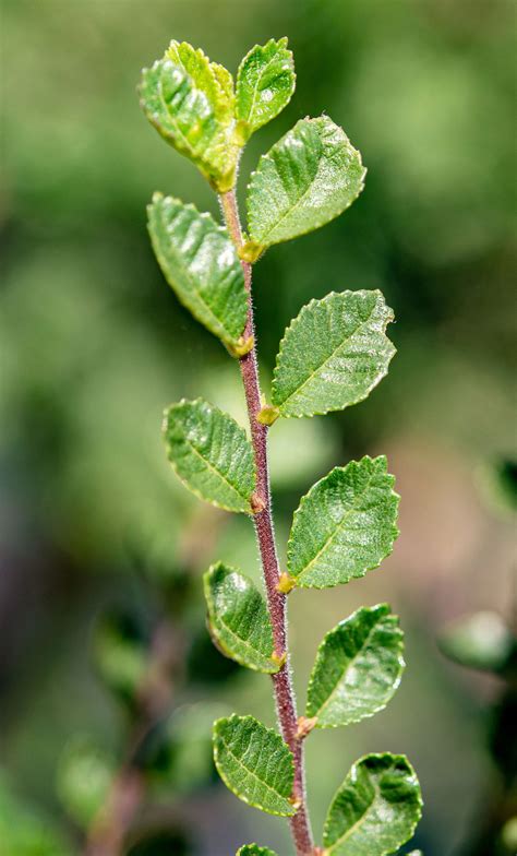 Ulmus Parvifolia Seiju Zwerg Ulme Seiju Jetzt G Nstig Online Kaufen