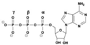 Phosphorylation Video Tutorial & Practice | Pearson+ Channels