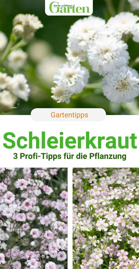 Schleierkraut Pflanzen Profi Tipps In Pflanzen Schleierkraut