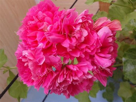 Пеларгония Pink Chart (условно), интернет магазин BeautyFlora V250p ...